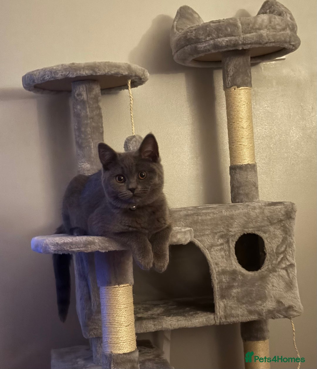 British Shorthair cats for sale: British short-haired 4 month old kitten  - Advert 4