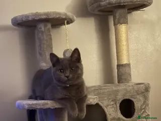 British Shorthair cats British short-haired 4 months and 1 week kitten - Advert 1