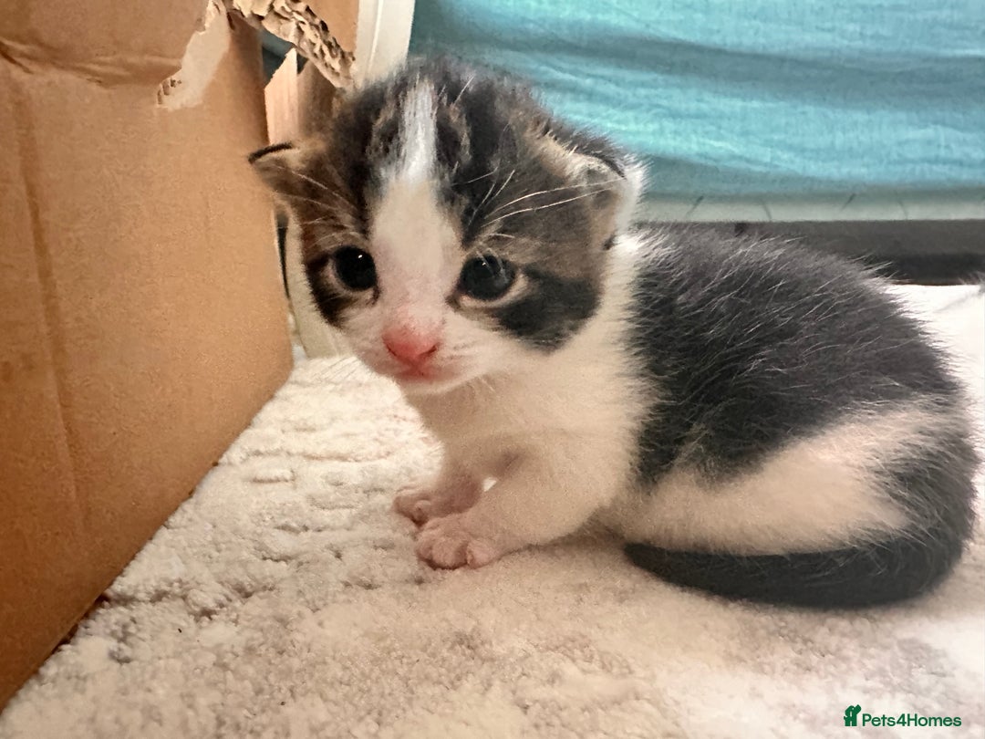 Maine Coon cats for sale: 4 kittens available  - Advert 8