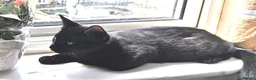 Mixed Breed cats for sale: Adorable Playful Kittens Looking for Forever Homes in London - Advert 8