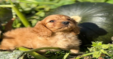 Cavapoo dogs - Advert 3