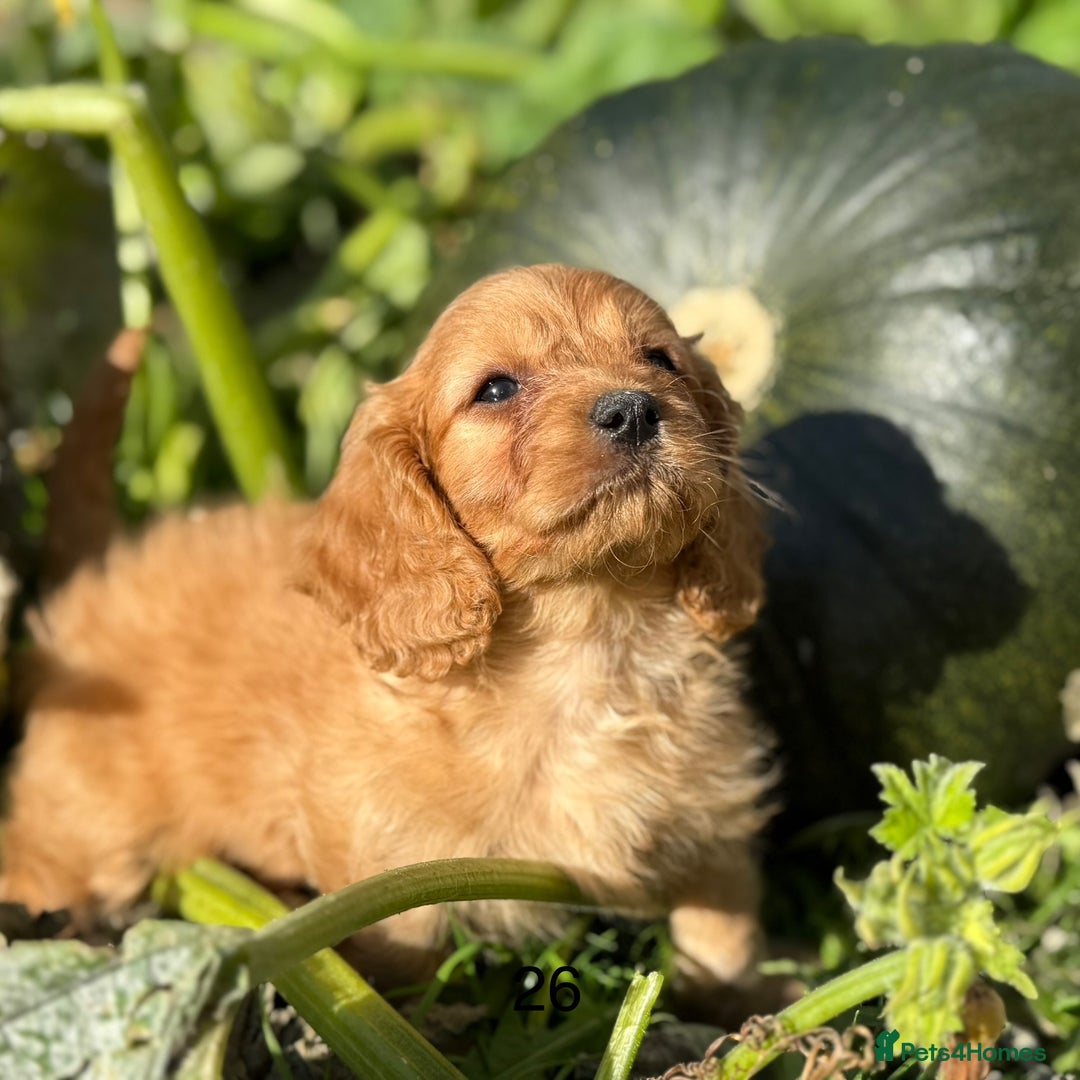 Cavapoo dogs for sale: Cavapoo *Licensed* Ready 20th - Image 2
