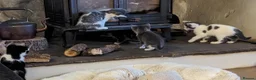 Mixed Breed cats for sale: Beautiful Fluffy kittens. Quarter Ragdoll  - Advert 8