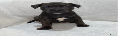 Brindle girl 