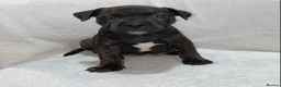 Staffordshire Bull Terrier dogs for sale: King Fury Puppies  in Liverpool - Advert 19