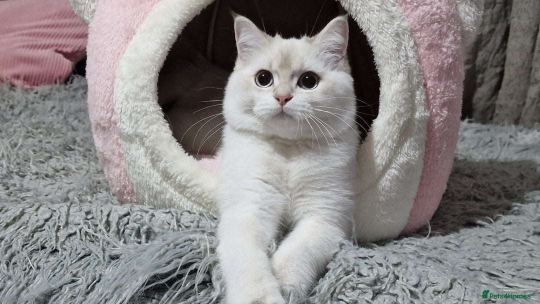 British Shorthair cats for sale: Pedigree British shorthair boy, Champion parents.  - Image 20
