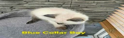 Ragdoll cats for sale: Beautiful Ragdoll kittens - Advert 8