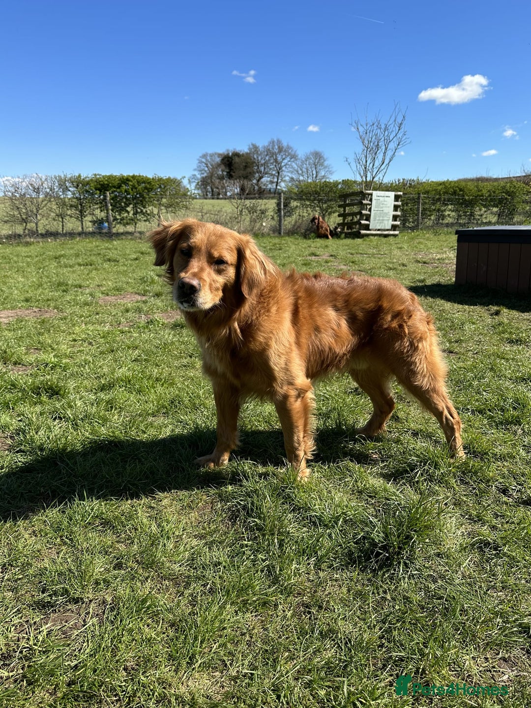 Golden Retriever dogs for sale: Golden retriver puppies (2 girls reserved) - Advert 13