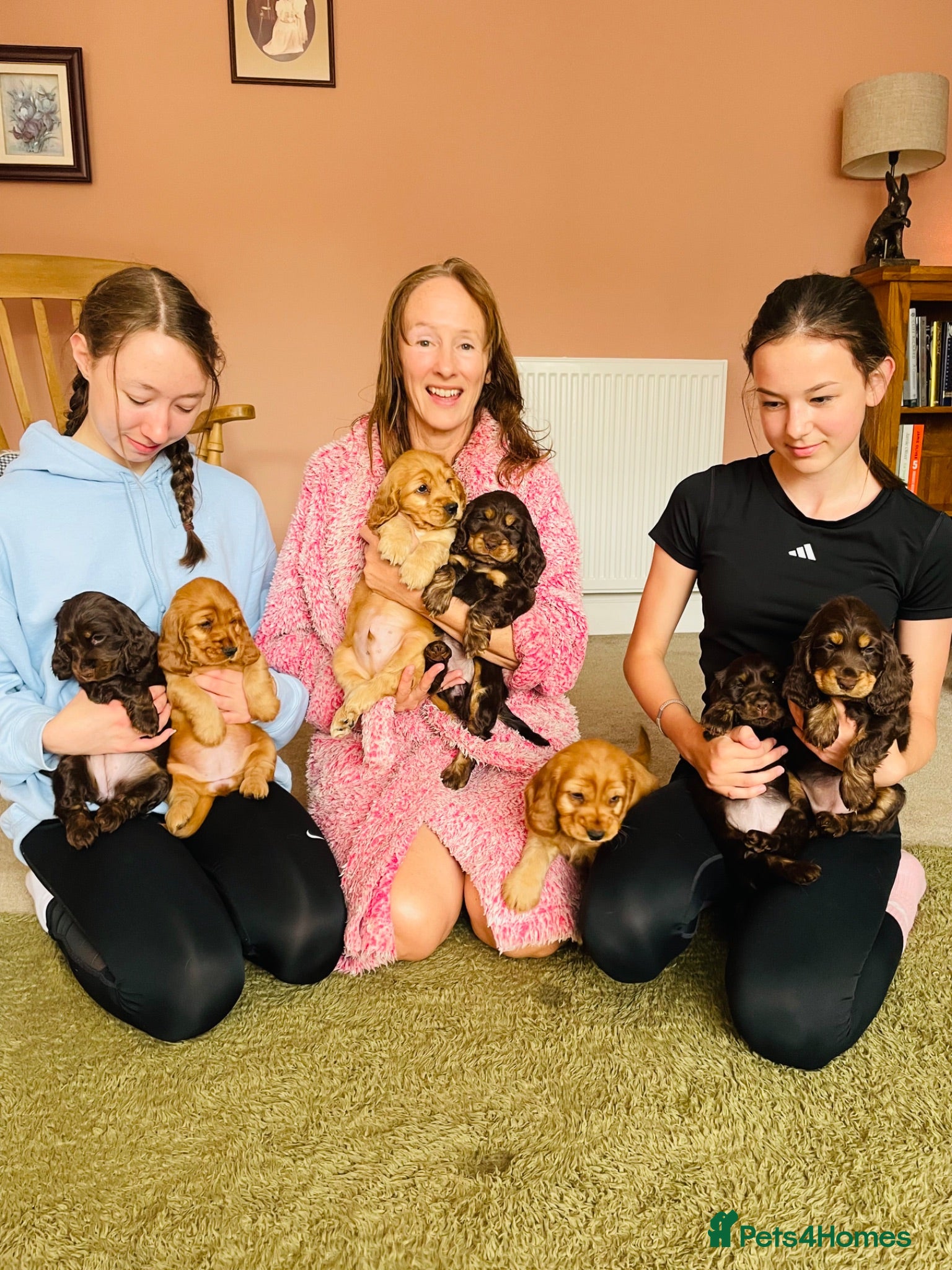 Cocker Spaniel dogs Top Quality Show cocker pups - Advert 1
