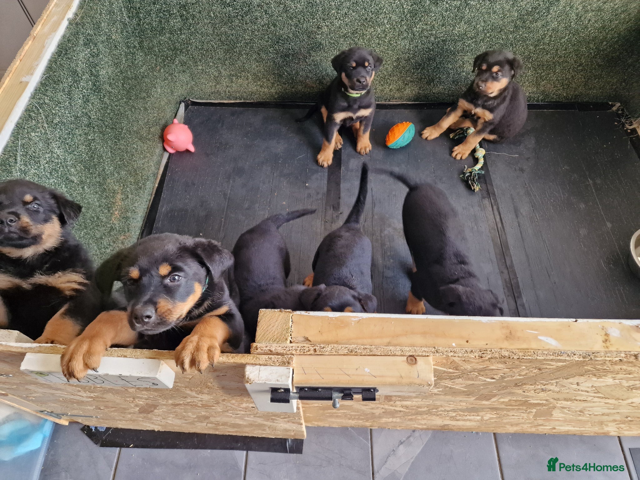 Mixed Breed dogs Beautiful rottweiler x german shepherd's  - Advert 1