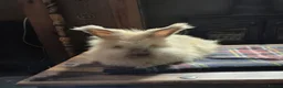 Angora rabbits for sale: Gorgeous Angora Rabbits, Pure Bred Full Faced. - Advert 1