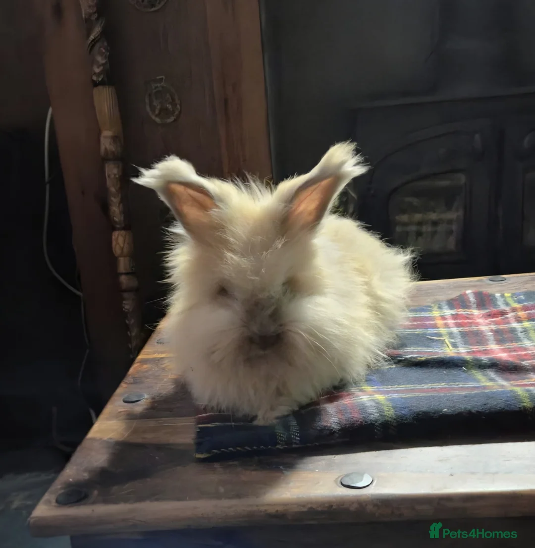 Angora rabbits for sale: Gorgeous Angora Rabbits, Pure Bred Full Faced. - Advert 1