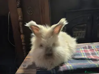 Angora rabbits Gorgeous Angora Rabbits, Pure Bred Full Faced. - Advert 10