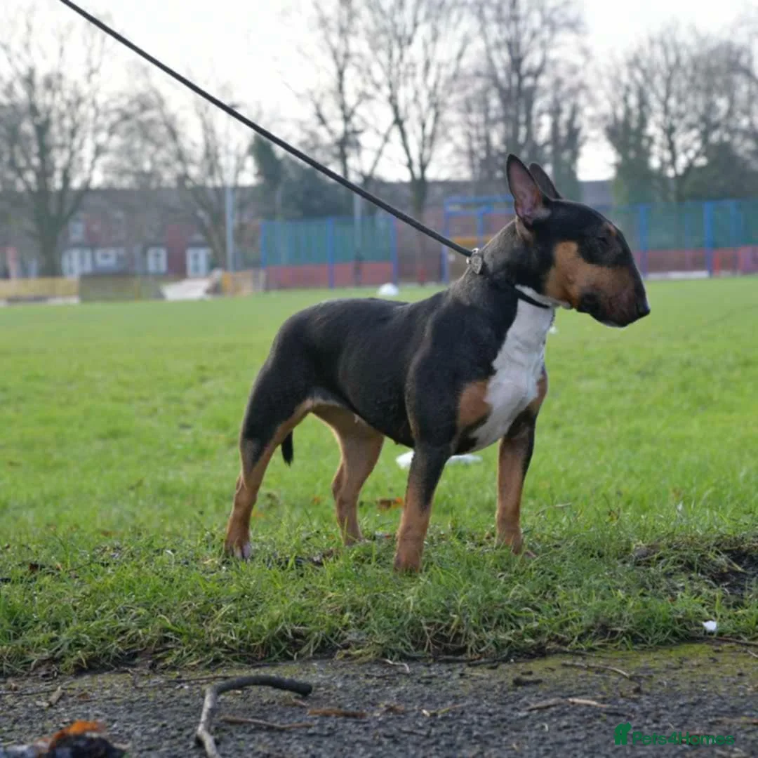 Miniature Bull terrier dogs for sale: MinatureBullTerrier Pups HealthTested TopPedigree in Preston - Advert 12