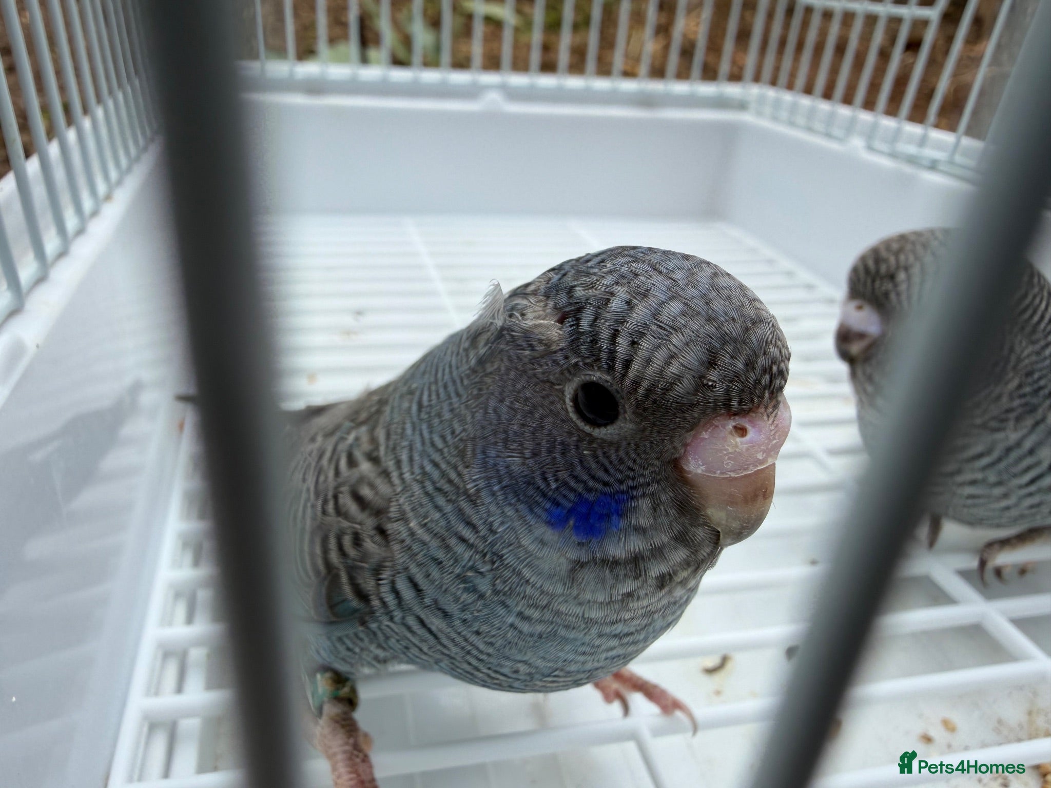 Budgerigars birds BFBW budgies and other mutations  - Advert 6