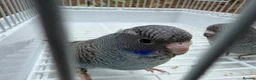 Budgerigars birds for sale: BFBW budgies and other mutations  - Advert 1