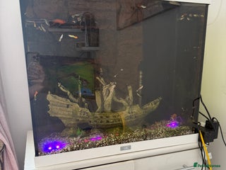 Other/Mixed Breed fish - Advert 2