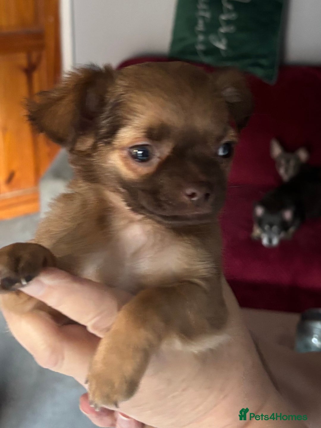 Chihuahua dogs for sale: KC Registered Chihuahua puppies available  - Advert 13