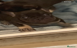 French Bulldog dogs for sale: KC LilacChocolate fully vaccinated health checked  - Image 7