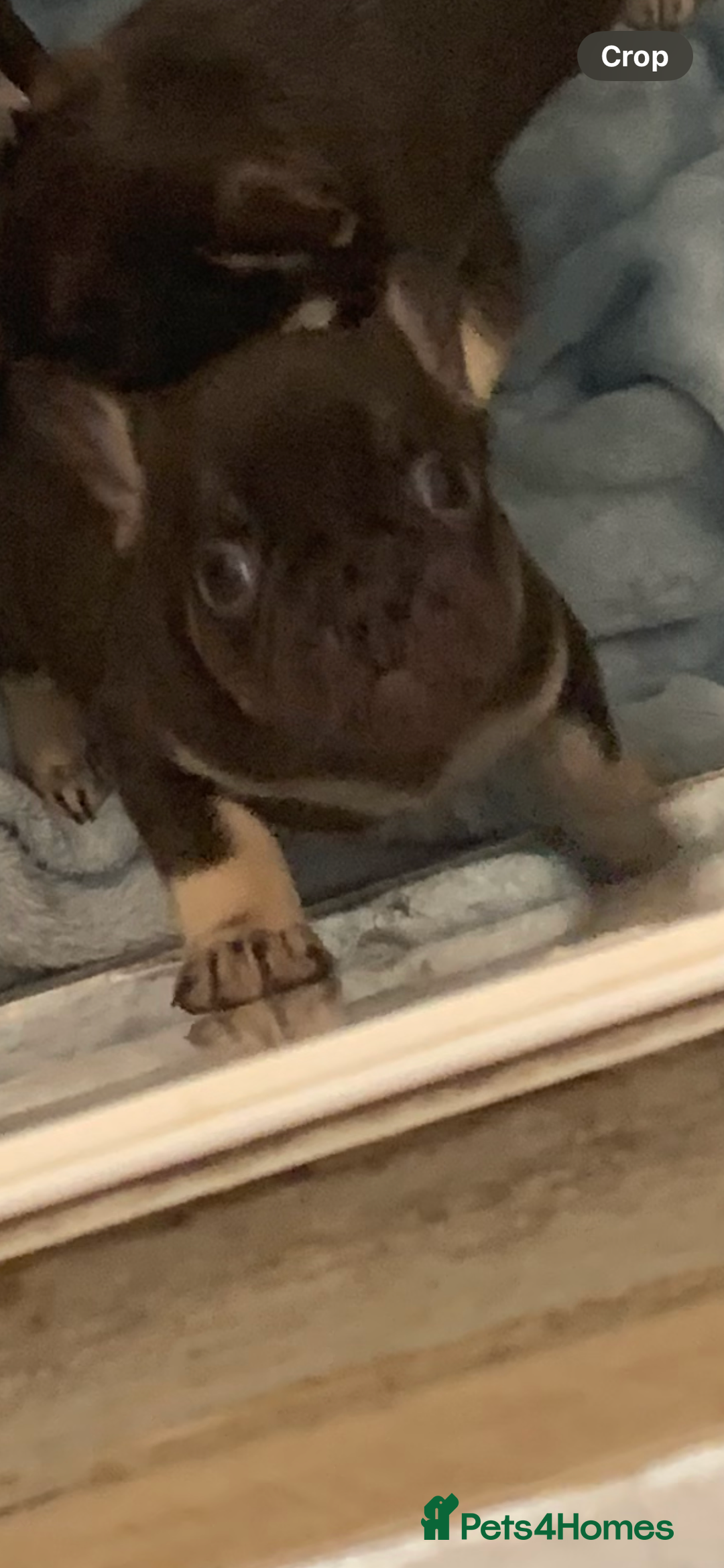 French Bulldog dogs for sale: KC LilacChocolate fully vaccinated health checked  - Image 7