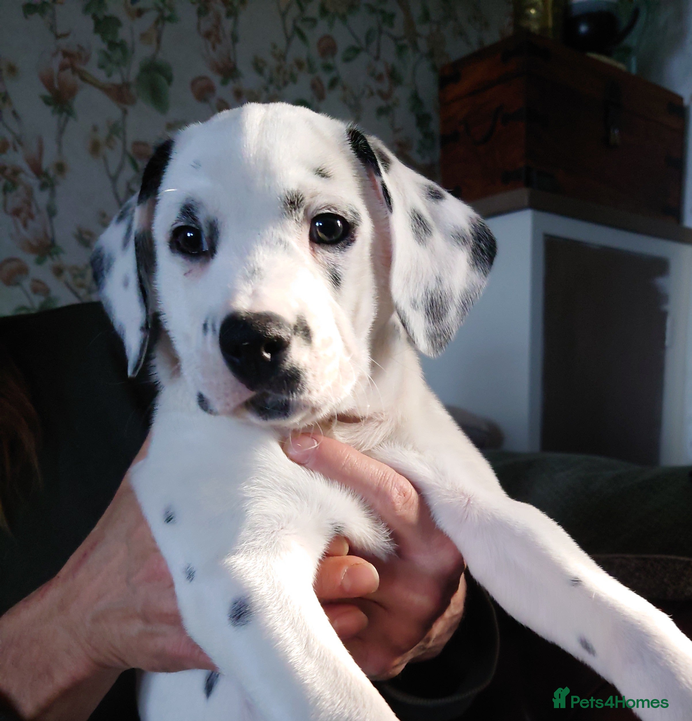 Mixed Breed dogs 9 Beautiful Dalmador Puppies! - Advert 12