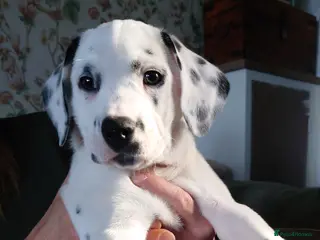 Mixed Breed dogs 9 Beautiful Dalmador Puppies! - Advert 12