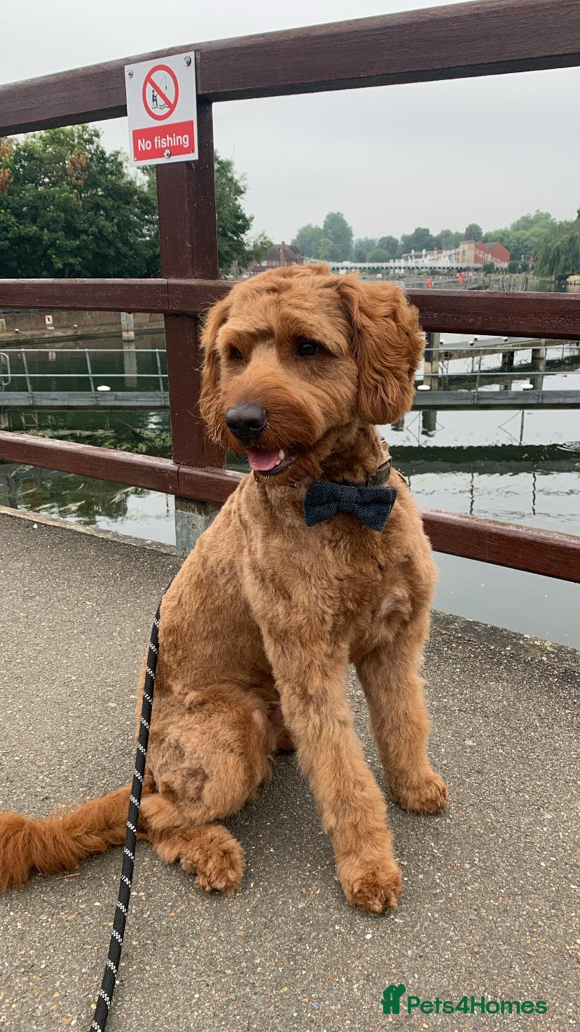 Australian Labradoodle dogs Australian Labradoodle Stud | Hips 7, Elbows 0 - Advert 3