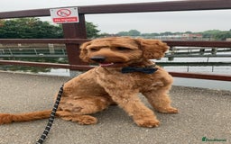 Australian Labradoodle dogs for stud: Australian Labradoodle Stud – Excellent Bloodlines - Image 6