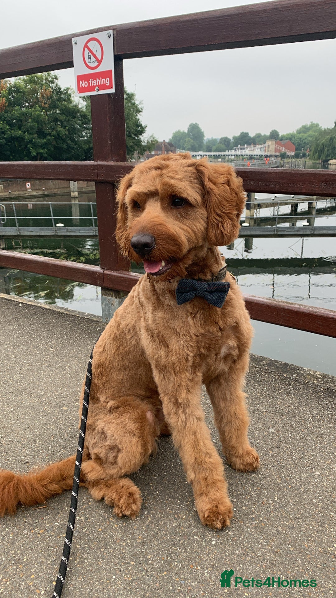 Australian Labradoodle dogs for stud: Australian Labradoodle Stud – Excellent Bloodlines - Image 6