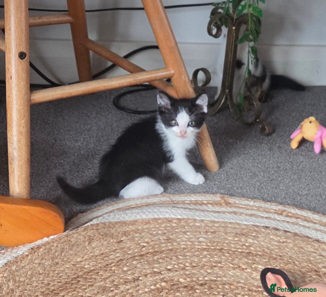 Mixed Breed cats for sale: Beautiful Ragdoll x shorthaired kittens - Image 4