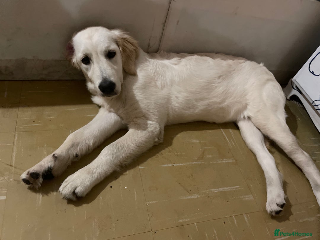 Goldador dogs for sale: Daisy  - Image 2