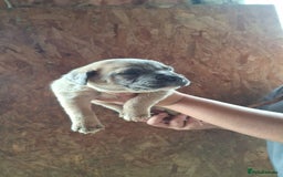 Mixed Breed dogs for sale: Belgian malinois/ border collie  - Image 38