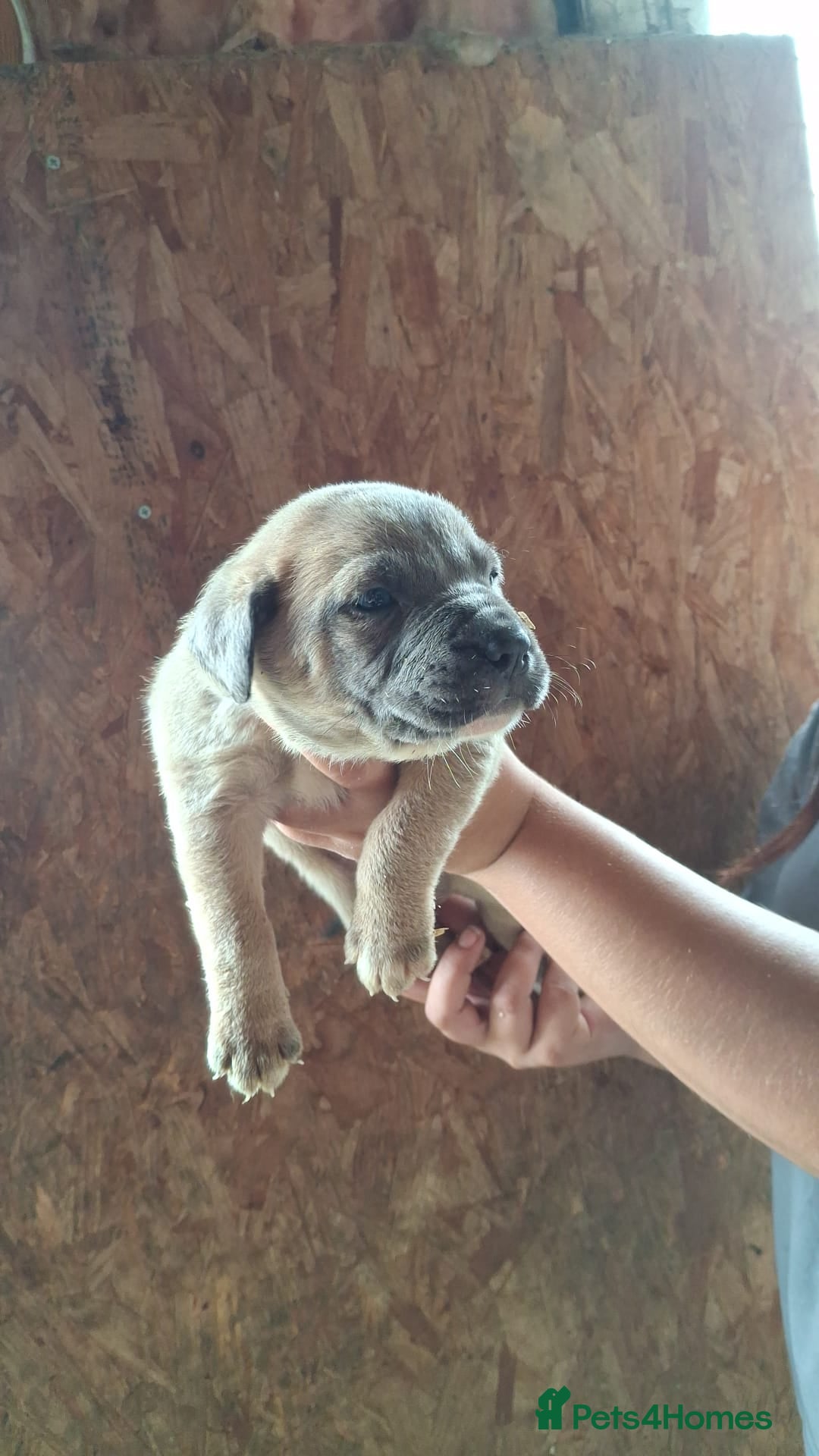 Mixed Breed dogs for sale: Belgian malinois/ border collie  - Image 38