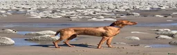 Hungarian Vizsla dogs for stud: Proven Hungarian championship blood line in Llantwit Major - Advert 15