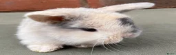 Mini Lop rabbits for sale: STUNNING PURE BRED MINI LOPS MUST SEE - Advert 8