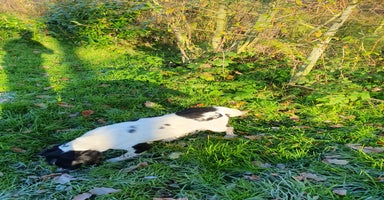 English Springer Spaniel dogs Springer spaniel bitch - Advert 1