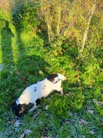 English Springer Spaniel dogs Springer spaniel bitch - Advert 1