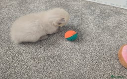 Ragdoll cats for sale: 💙 BLUEPOINT RAGDOLL BOY FOR SALE 💙 - Image 23