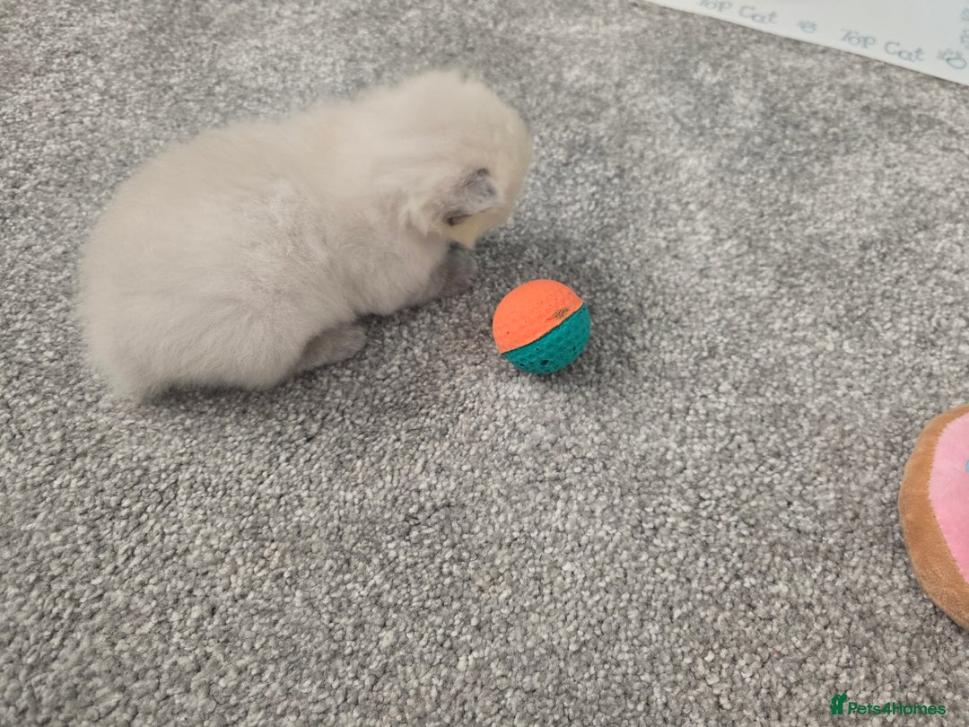 Ragdoll cats for sale: 💙 BLUEPOINT RAGDOLL BOY FOR SALE 💙 - Image 23
