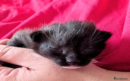 American Shorthair cats for sale: Boy kitten available - Image 7