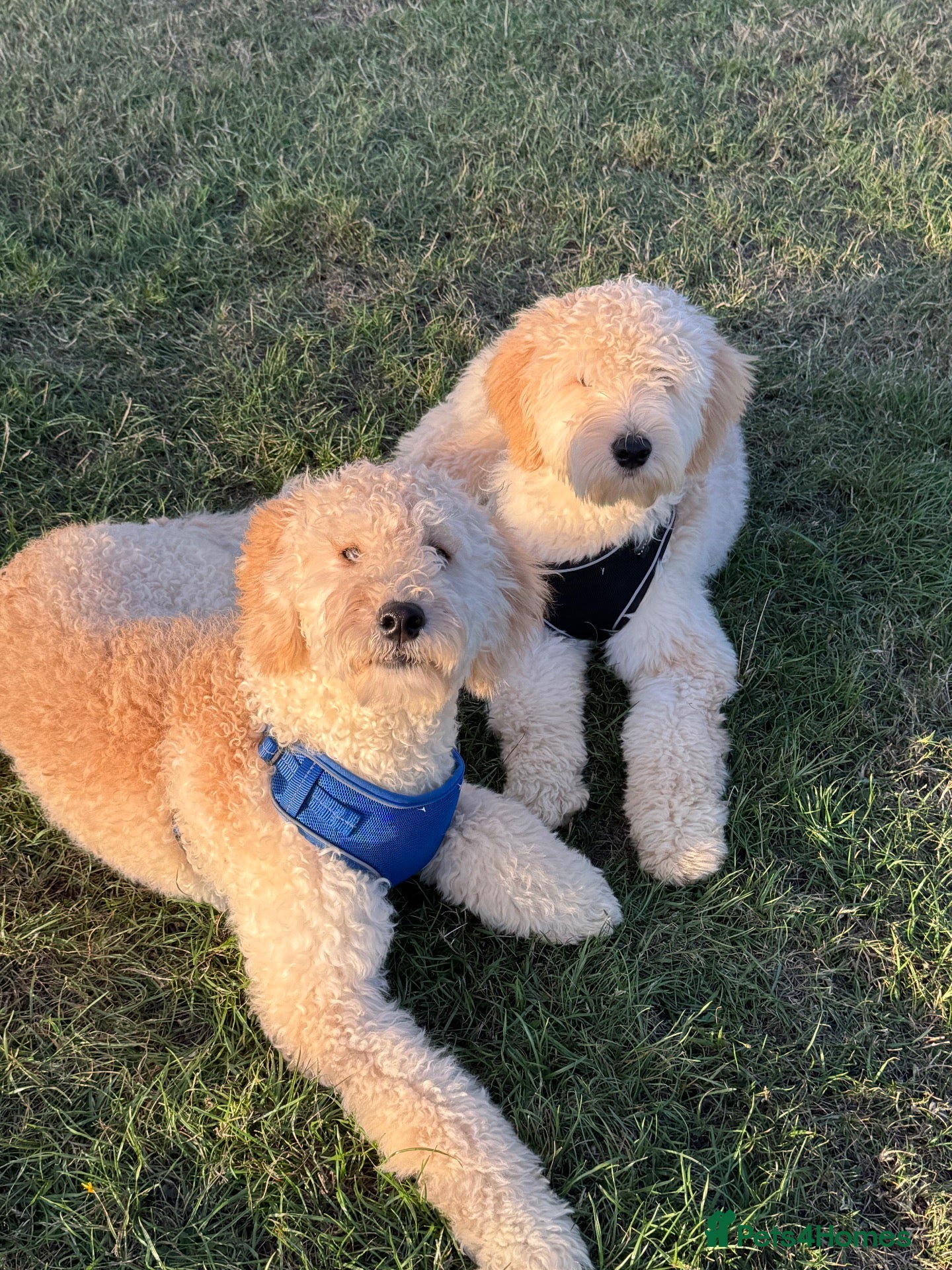 Mini Goldendoodle dogs 2 Stunning F2 Goldendoodle Brothers in Basildon - Advert 4