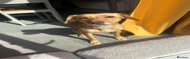 Mixed Breed Puppy 1