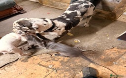 Cane Corso dogs for sale: Beatiful Cane Corse Blue Girl Available - Advert 2