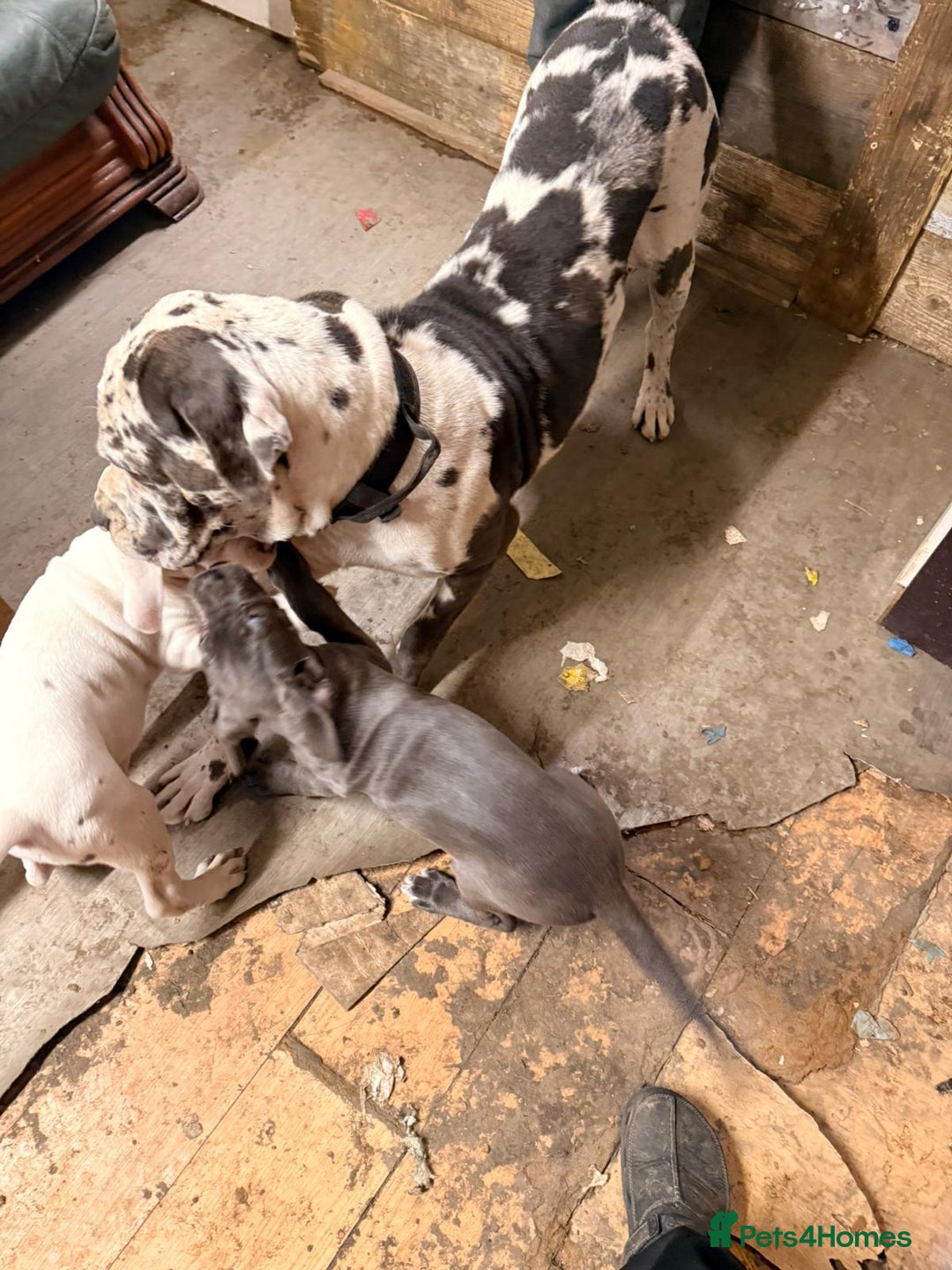 Cane Corso dogs for sale: Beatiful Cane Corse Blue Girl Available - Advert 2