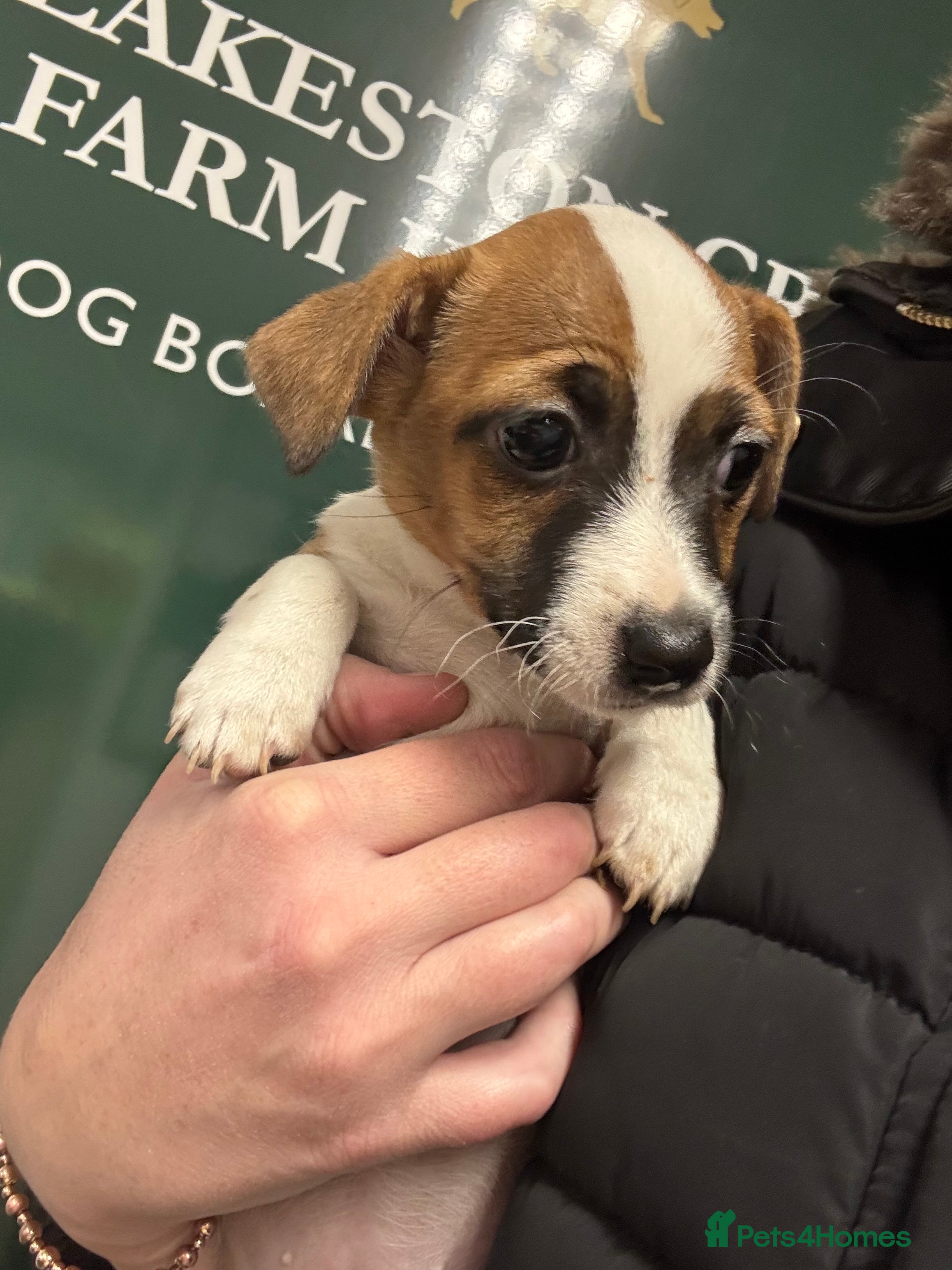 Jack Russell dogs *last Girl READY TODAY* Miniature Jack Russell’s  - Advert 2