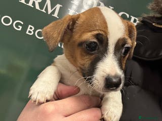 Jack Russell dogs *last Girl READY TODAY* Miniature Jack Russell’s - Advert 13