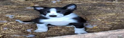 Border Collie dogs for sale: 5 Beautiful Border Collie Puppies - Advert 2