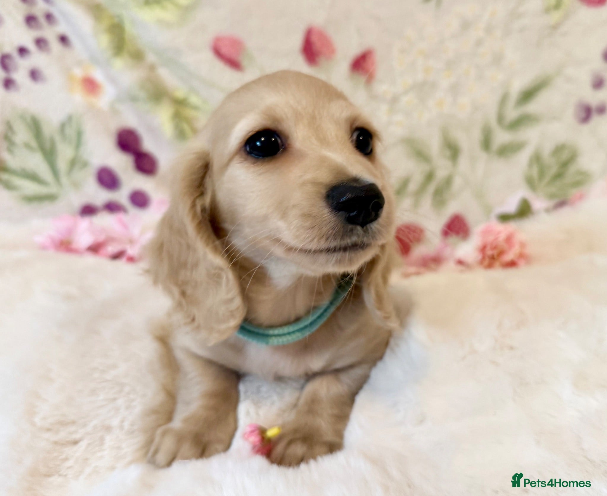 Miniature Dachshund dogs One Beautiful kc cream long haired boy ready now - Advert 1