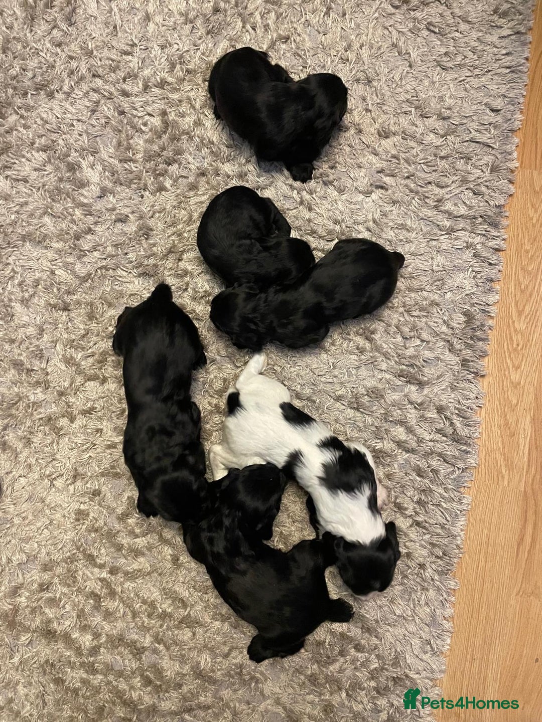 Cocker Spaniel dogs for sale: Cocker Spaniel  - Advert 15