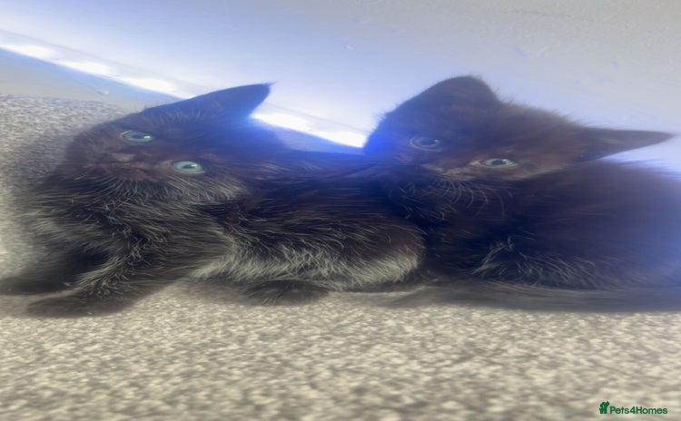 Mixed Breed cats - Advert 9